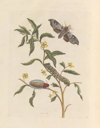 Maria Sibylla Merian - Dissertation sur la generation et les transformations des insectes de Surinam Pl71.webp
