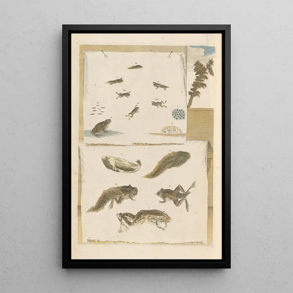 Dissertation on the generation and transformations of insects from Suriname Pl72 - Maria Sibylla Merian — framed artwork on a wall