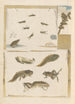 Dissertation on the generation and transformations of insects from Suriname Pl72 - Maria Sibylla Merian — artwork view