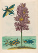 Eichhornia crassipes - Maria Sibylla Merian — artwork view
