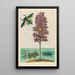 Eichhornia crassipes - Maria Sibylla Merian — framed artwork on a wall
