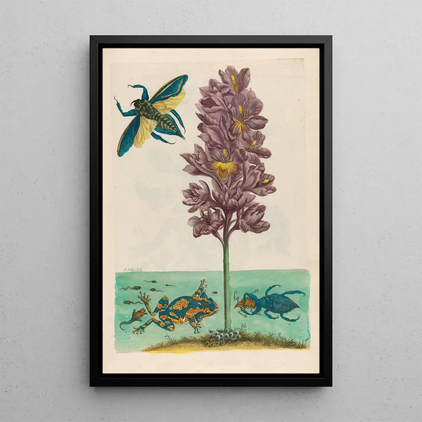 Eichhornia crassipes - Maria Sibylla Merian — framed artwork on a wall