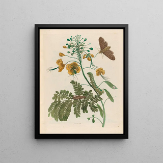 Maria Sibylla Merian - Flos Pavonis.webp