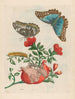 Grenadier - Maria Sibylla Merian — artwork view