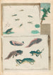 Frogs - Maria Sibylla Merian — artwork view