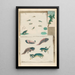 Frogs - Maria Sibylla Merian — framed artwork on a wall