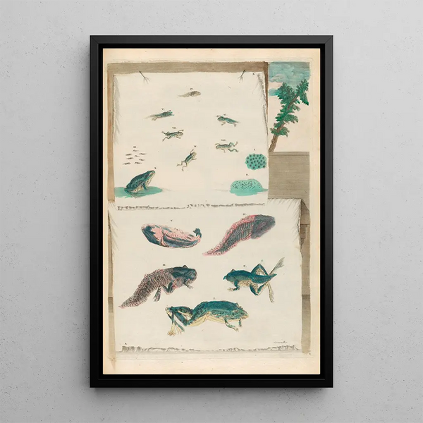 Frogs - Maria Sibylla Merian — framed artwork on a wall