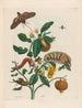 Guajare - Maria Sibylla Merian — artwork view