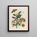 Guajare - Maria Sibylla Merian — framed artwork on a wall