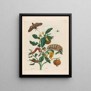 Maria Sibylla Merian - Guajare.webp