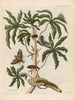 Goyave blanche dulcis - Maria Sibylla Merian — artwork view