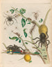 Guajave - Maria Sibylla Merian — artwork view
