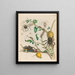 Guajave - Maria Sibylla Merian — framed artwork on a wall
