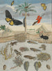 Insects and Fish on an Island Background - Maria Sibylla Merian — artwork view
