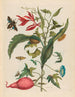 Ipomoea batatas and Heliconia psittacum - Maria Sibylla Merian — artwork view