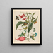 Ipomoea batatas and Heliconia psittacum - Maria Sibylla Merian — framed artwork on a wall