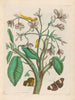Jasmin des Indes - Maria Sibylla Merian — artwork view