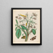 Jasmin des Indes - Maria Sibylla Merian — framed artwork on a wall