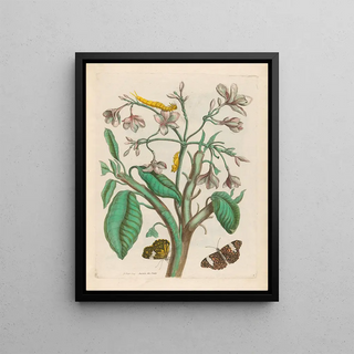 Maria Sibylla Merian - Jasmin des Indes.webp