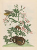 Jasminum grandiflorum - Maria Sibylla Merian — artwork view