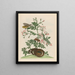 Jasminum grandiflorum - Maria Sibylla Merian — framed artwork on a wall