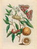 Lemon Painting - Maria Sibylla Merian — artwork view