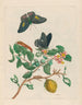 Limonier - Maria Sibylla Merian — artwork view