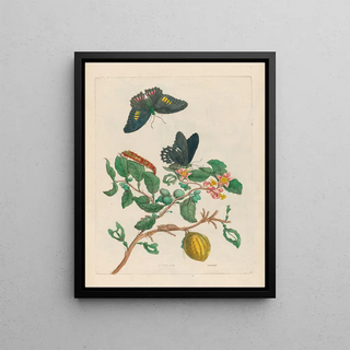 Maria Sibylla Merian - Limonier.webp