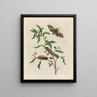 Maria Sibylla Merian - Ludwigia octovalvis.webp