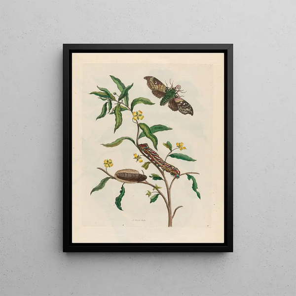 Ludwigia octovalvis - Maria Sibylla Merian — framed artwork on a wall
