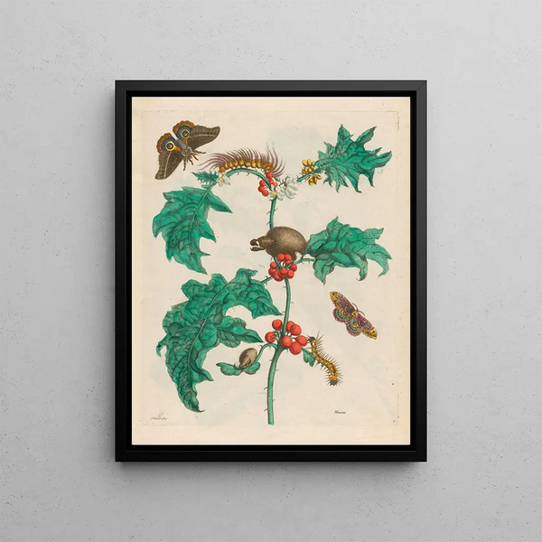 Macca - Maria Sibylla Merian — framed artwork on a wall