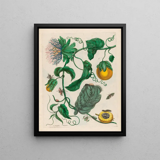 Maria Sibylla Merian - Marquiaas.webp