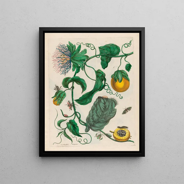 Marquiaas - Maria Sibylla Merian — framed artwork on a wall