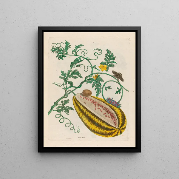 Watermelon Painting - Maria Sibylla Merian — framed artwork on a wall