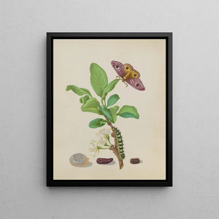 Maria Sibylla Merian - Metamorphosis of a Small Emperor Moth on a Damson Plum plate 13 of the Caterpillar Book.webp