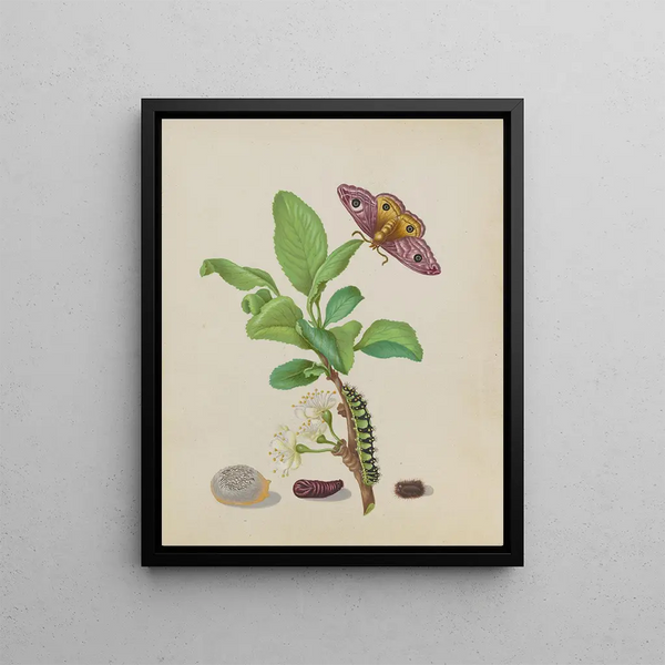 Metamorphosis of a Small Emperor Butterfly on a Damask Plum, plate 13 from the book Caterpillar - Maria Sibylla Merian — framed artwork on a wall