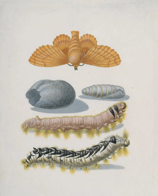 Maria Sibylla Merian - Metamorphosis of the Lappet.webp
