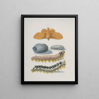 Maria Sibylla Merian - Metamorphosis of the Lappet.webp