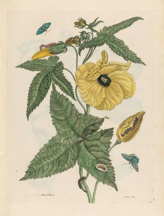 Maria Sibylla Merian - MuscusBloem.webp