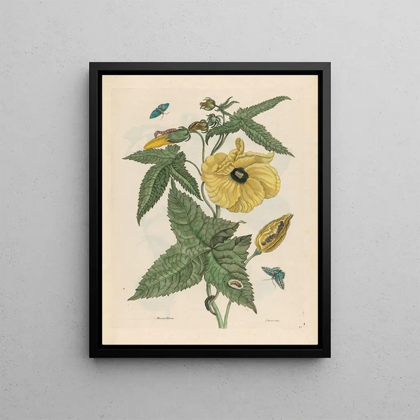 Muscus Bloem - Maria Sibylla Merian — framed artwork on a wall