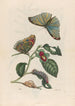 Neflier - Maria Sibylla Merian — artwork view