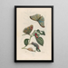 Neflier - Maria Sibylla Merian — framed artwork on a wall