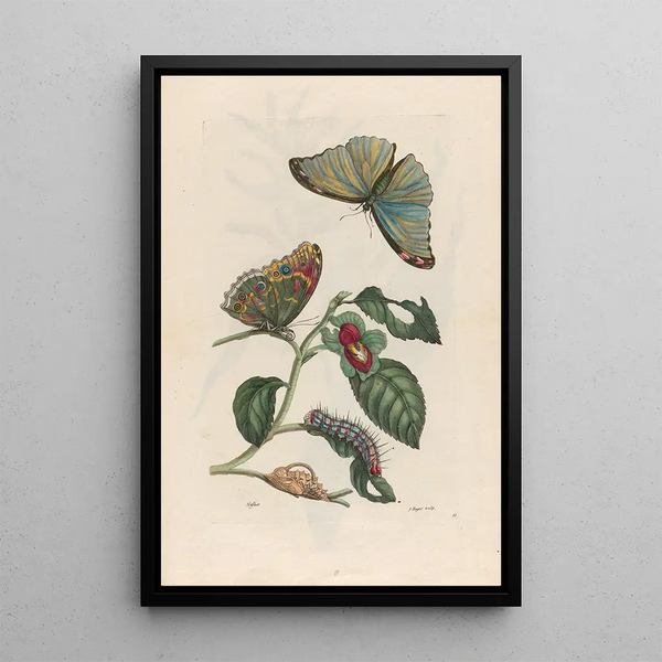 Neflier - Maria Sibylla Merian — framed artwork on a wall