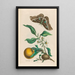 Oranger - Maria Sibylla Merian — framed artwork on a wall