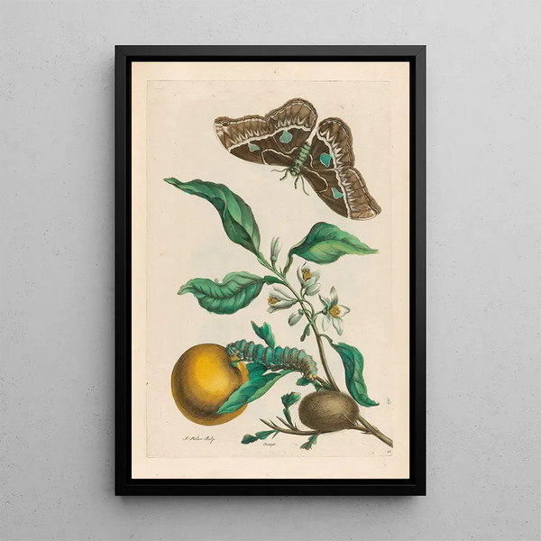 Oranger - Maria Sibylla Merian — framed artwork on a wall