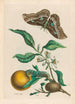 Oranger - Maria Sibylla Merian — artwork view