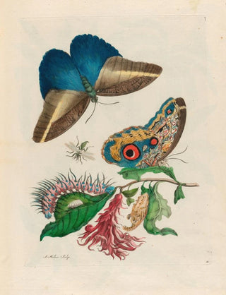 Maria Sibylla Merian - Pachystachys coccinea.webp