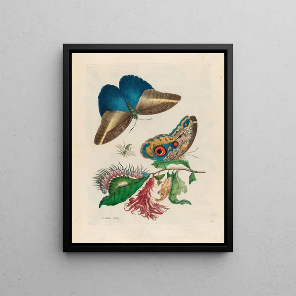 Pachystachys coccinea - Maria Sibylla Merian — framed artwork on a wall