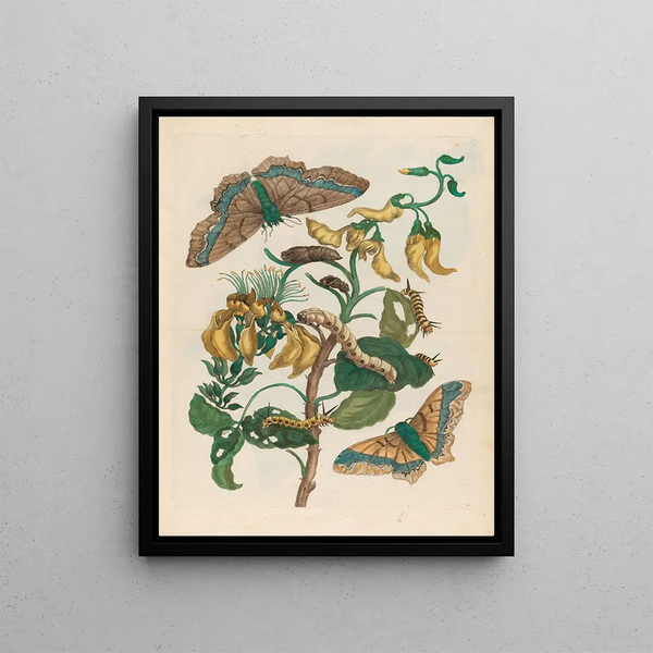 Pallisadenboom - Maria Sibylla Merian — framed artwork on a wall