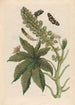 Palma Christi Painting - Maria Sibylla Merian — artwork view